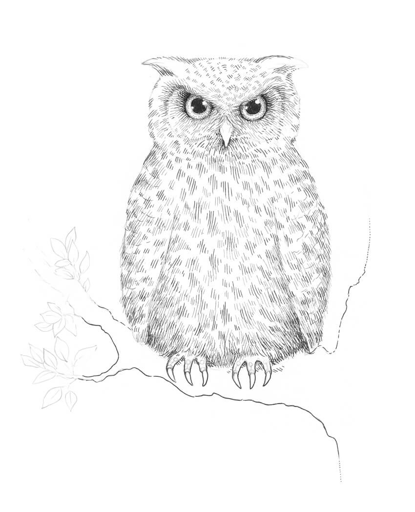 Owl Feet Logo - How to Draw an Owl