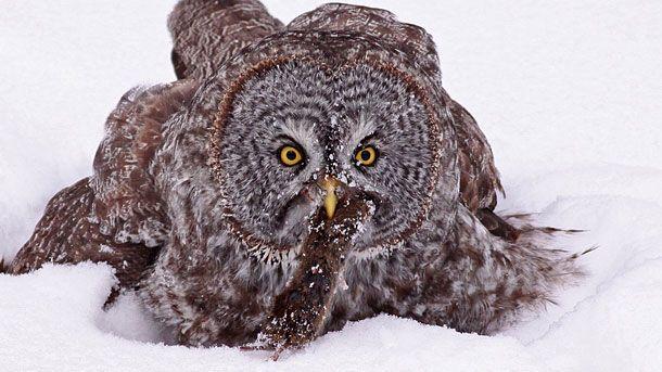 Owl Feet Logo - How can an owl catch a mouse underneath a foot of snow in total ...