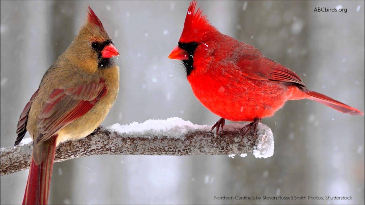 Red Bird Yellow Circle Logo - Northern Cardinal Song