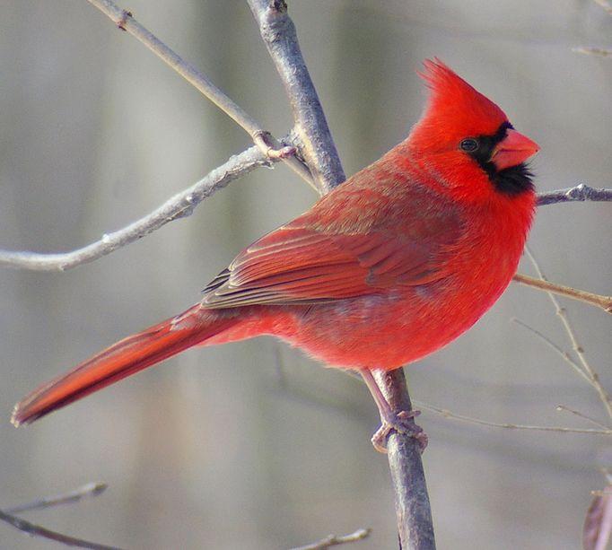 Red Cardinal Bird Logo - Illinois State Bird | Northern Cardinal