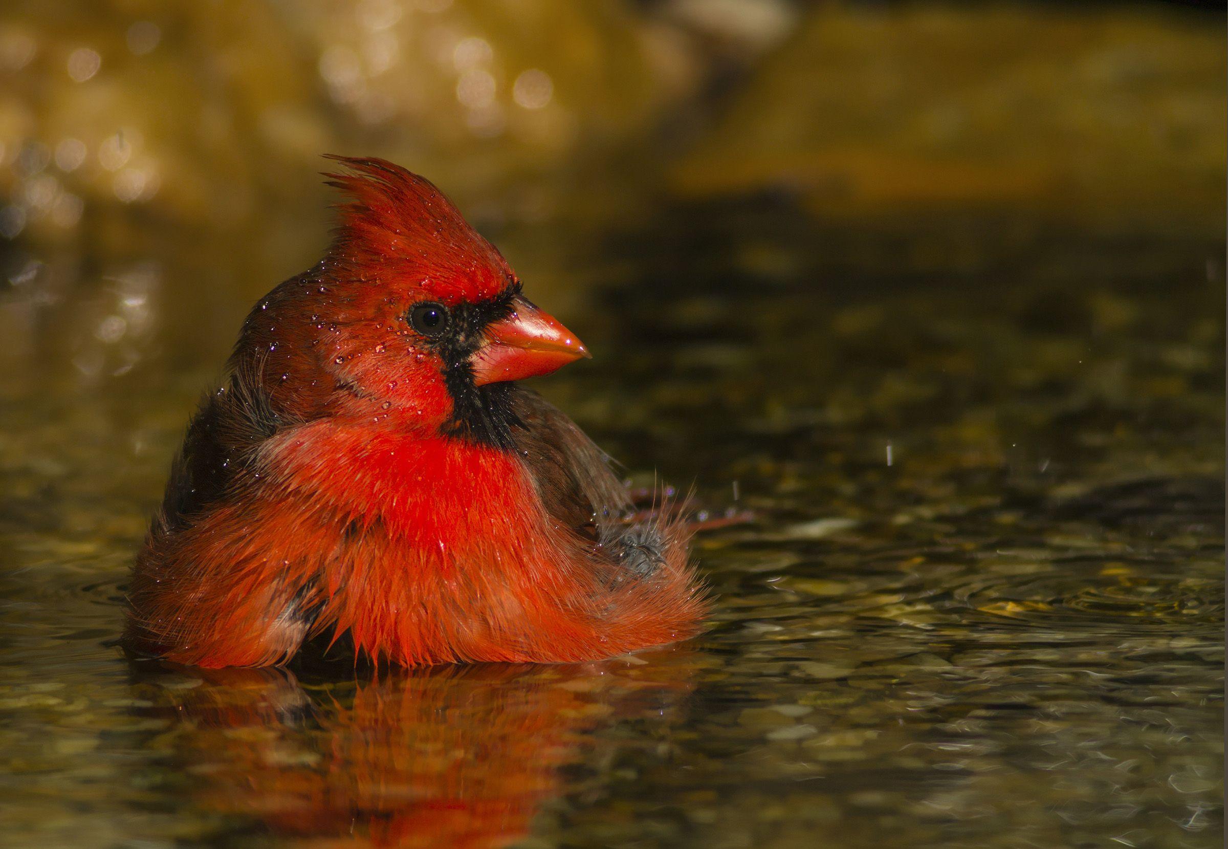 Red Cardinal Bird Logo - Northern Cardinal | Audubon Field Guide