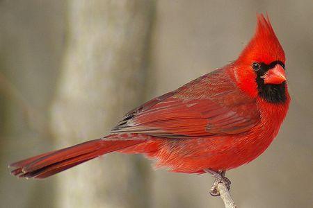 Red Cardinal Bird Logo - Northern Cardinal - Cardinalis cardinalis
