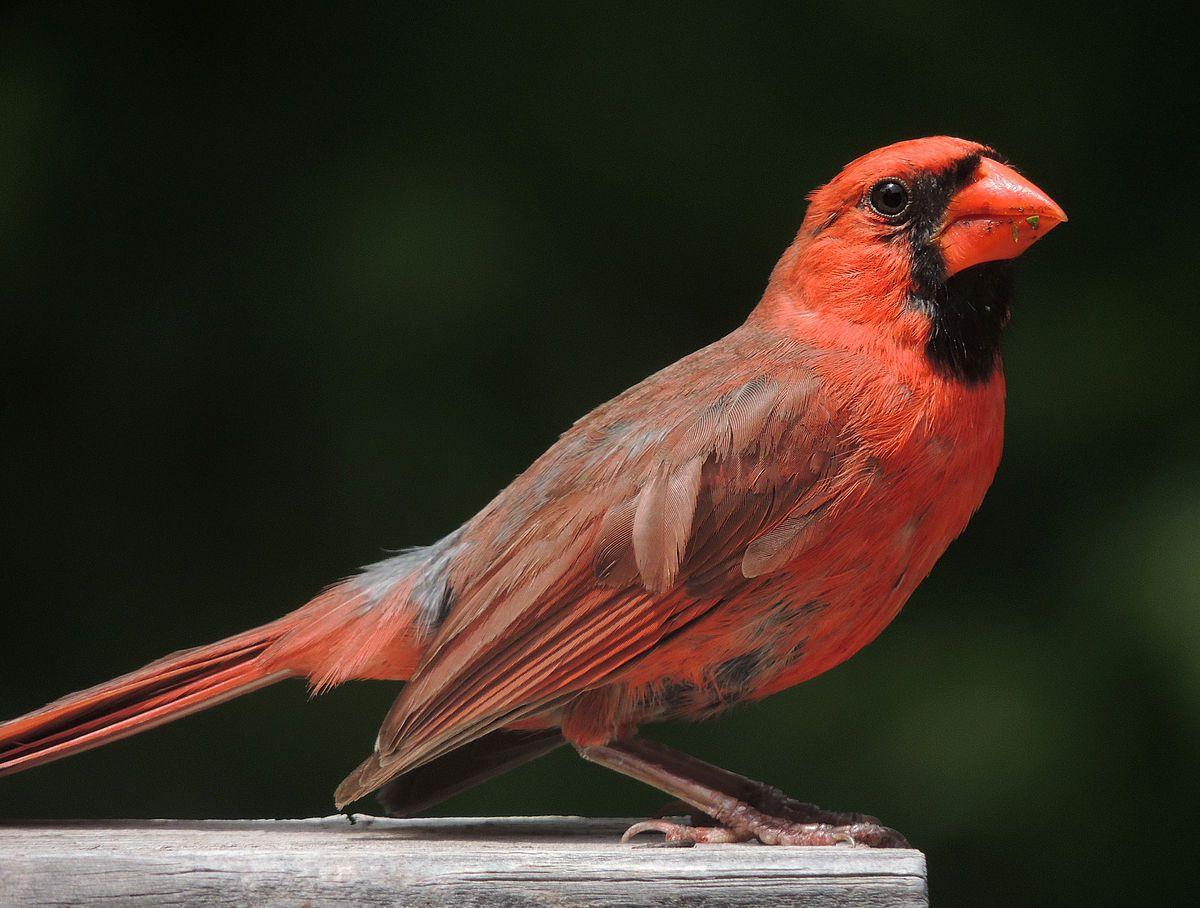 Red Bird with a Red a Logo - Cardinal (bird)