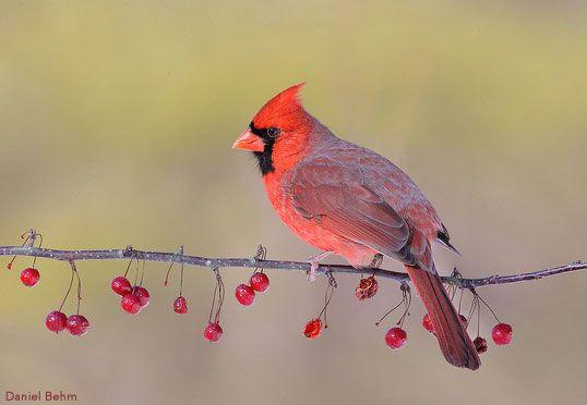 Red Bird with a Red a Logo - Why So Red, Mr. Cardinal? NestWatch Explains | All About Birds