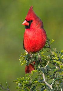 Red Cardinal Bird Logo - Northern Cardinal