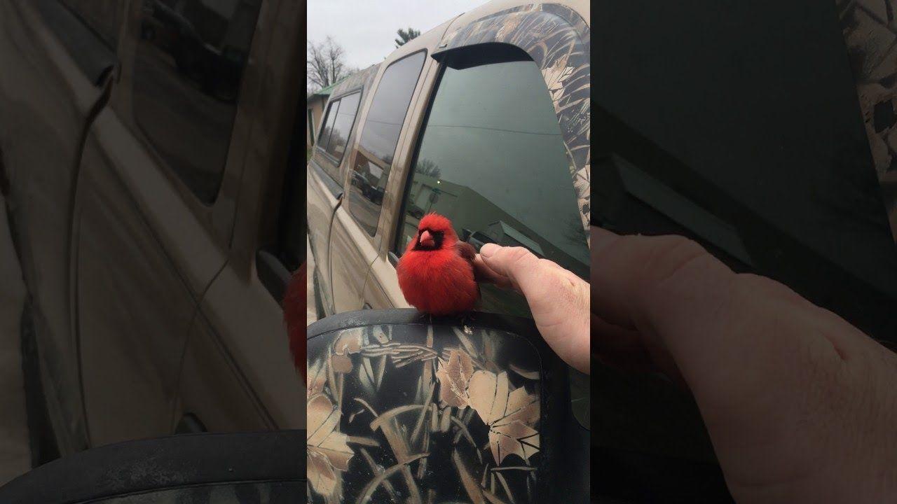 Red Cardinal Bird Logo - Red Cardinal Bird Comes to Visit || ViralHog - YouTube