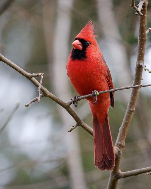 Red Cardinal Bird Logo - Kentucky State Bird