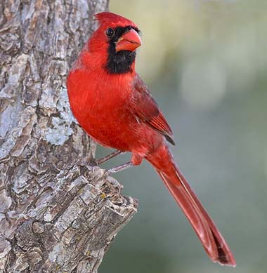 Red Cardinal Bird Logo - Virginia State Bird | Northern Cardinal