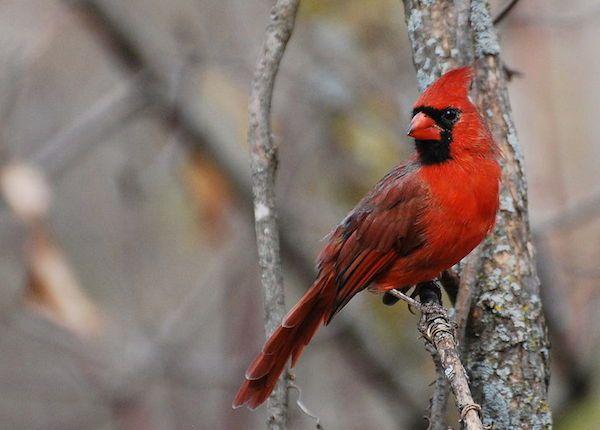 Red Cardinal Bird Logo - Northern Cardinal » Bird Watcher's Digest