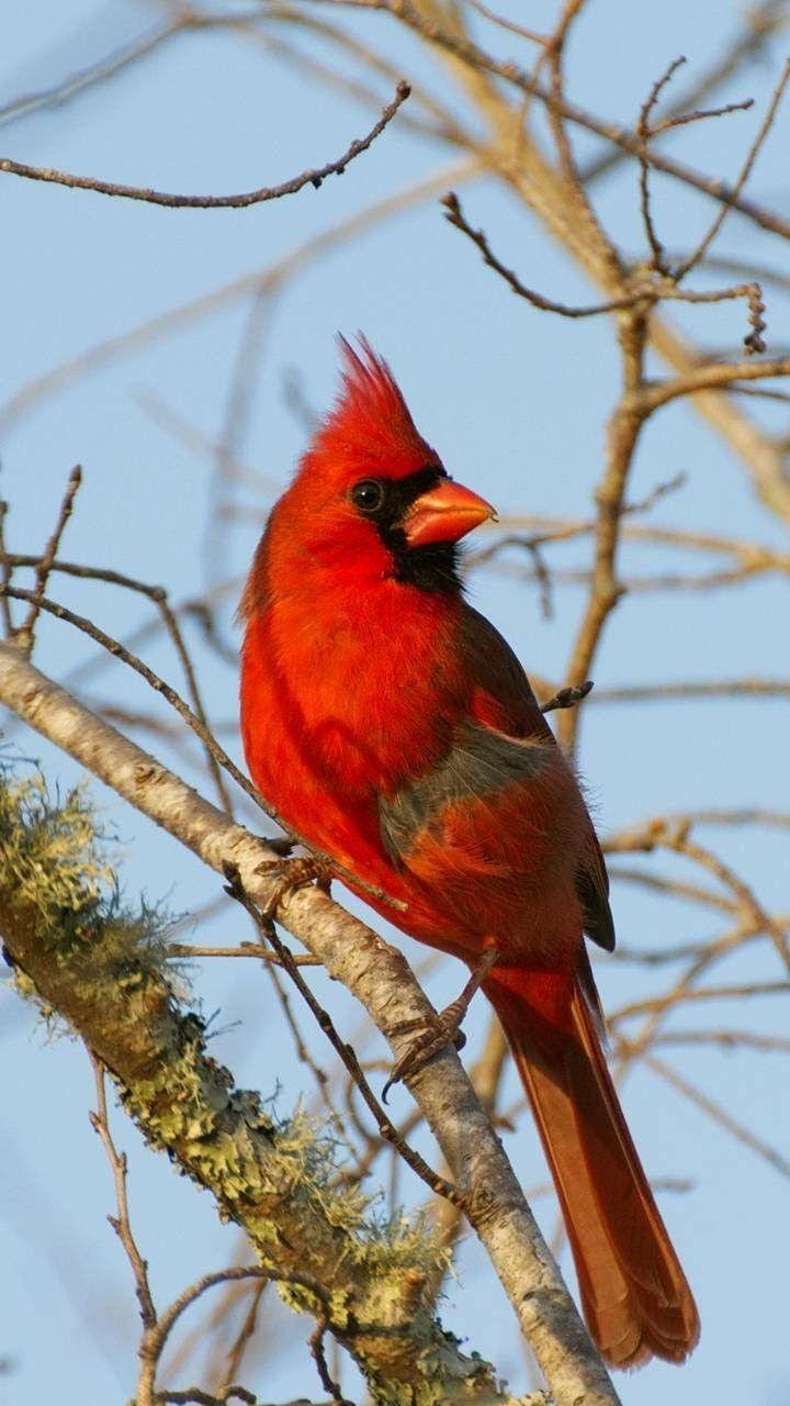 Red Cardinal Bird Logo - Red cardinal | Birds | Pinterest | Cardinals, Cardinal birds and Animals