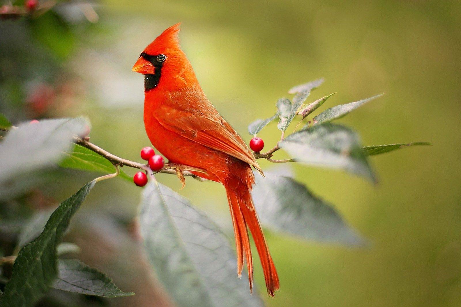 Red Cardinal Bird Logo - Animal Symbolism: Cardinal Meaning on Whats-Your-Sign.com