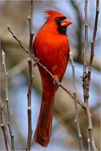 Red Cardinal Bird Logo - Red Cardinal Bird Journal: 150 Page Lined Notebook/Diary: CS ...