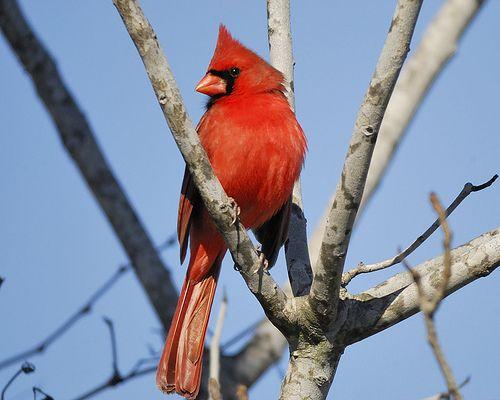 Red Cardinal Bird Logo - Mystery bird: northern cardinal, Cardinalis cardinalis ...