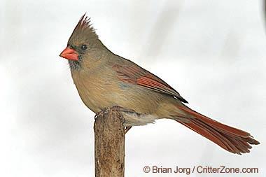 Red Cardinal Bird Logo - Virginia State Bird
