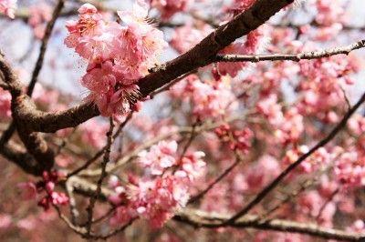 Cherry Blossom Sun Logo - Sun Moon Lake Cherry Blossom News & Events(TravelKing)