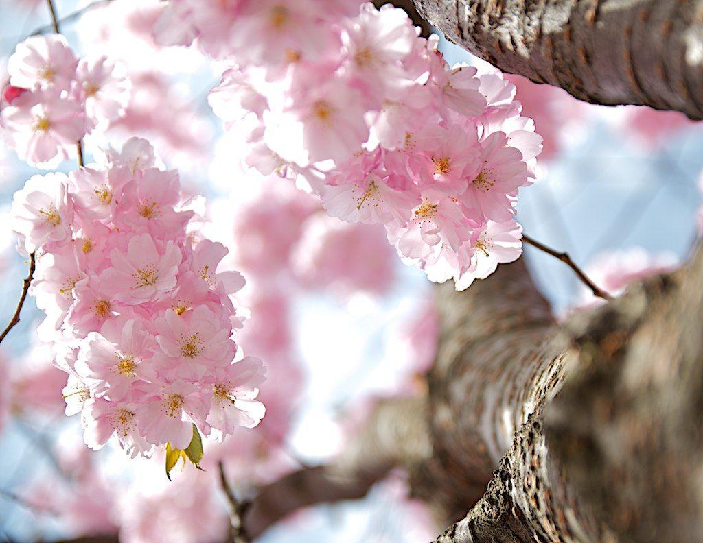 Cherry Blossom Sun Logo - Cherry blossom in the sun | Jens Söderblom | Flickr