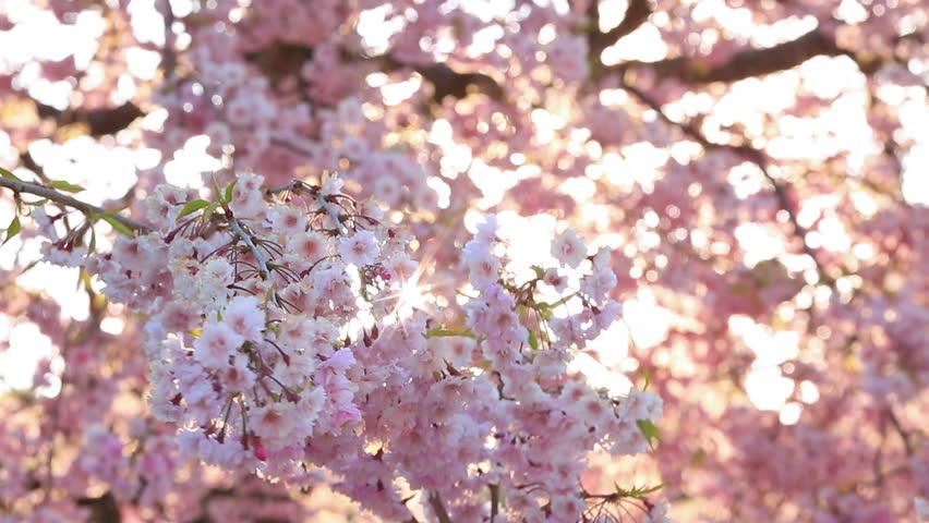 Cherry Blossom Sun Logo - The Sun is Shining Through Stock Footage Video (100% Royalty-free ...