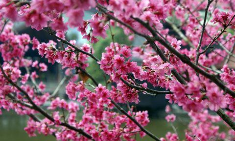 Cherry Blossom Sun Logo - Formosan Aboriginal Cultural Village Cherry Blossom & Lavender