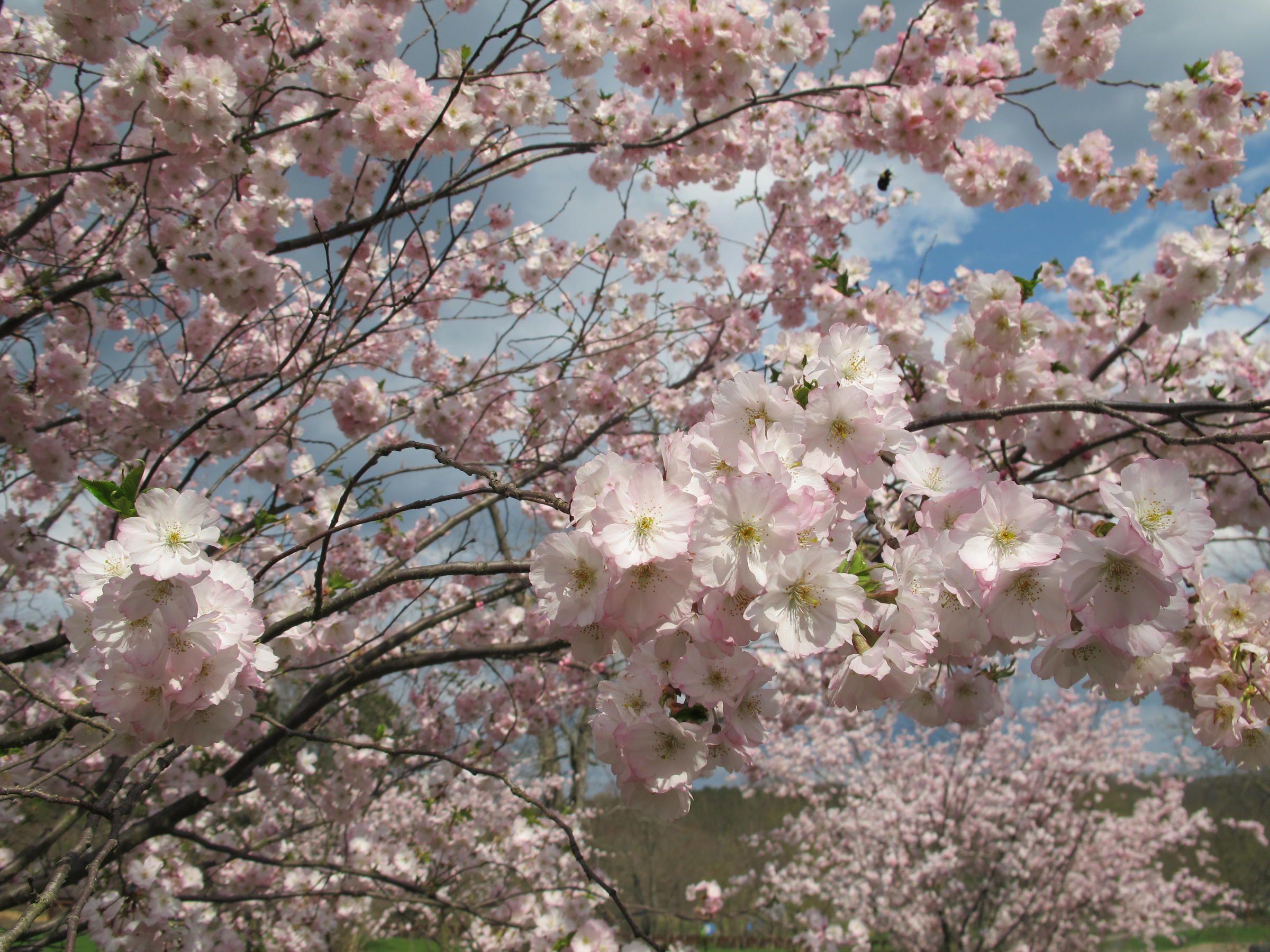 Cherry Blossom Sun Logo - Cherry Trees Bring Japan to Allegheny County's North Park | 90.5 WESA