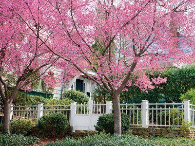 Cherry Blossom Sun Logo - Cherry Blossom Trees - 14 Things to Know about Cherry Blossoms ...