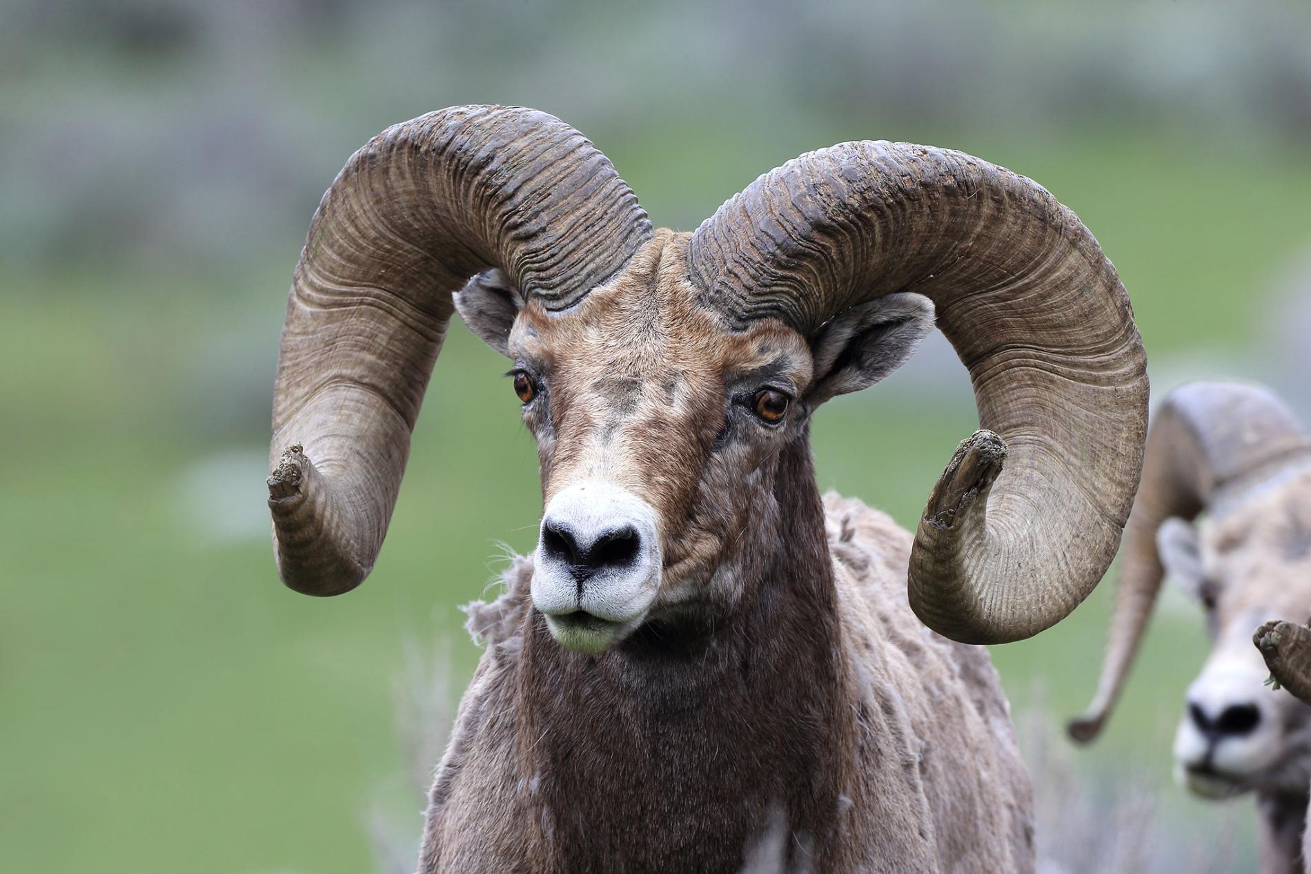 Green Horn Ram Logo - In First for Sheep Culture, Migration Routes Passed Down