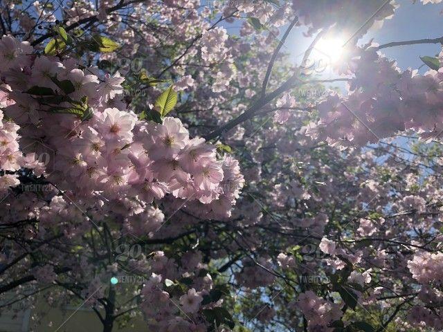 Cherry Blossom Sun Logo - The sun shining on a blooming cherry tree stock photo 07ebebec ...