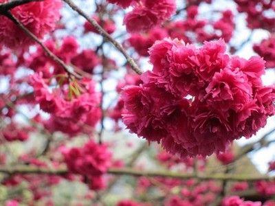 Cherry Blossom Sun Logo - Sakura Festival In Formosan Aboriginal Cultural Village Taiwan