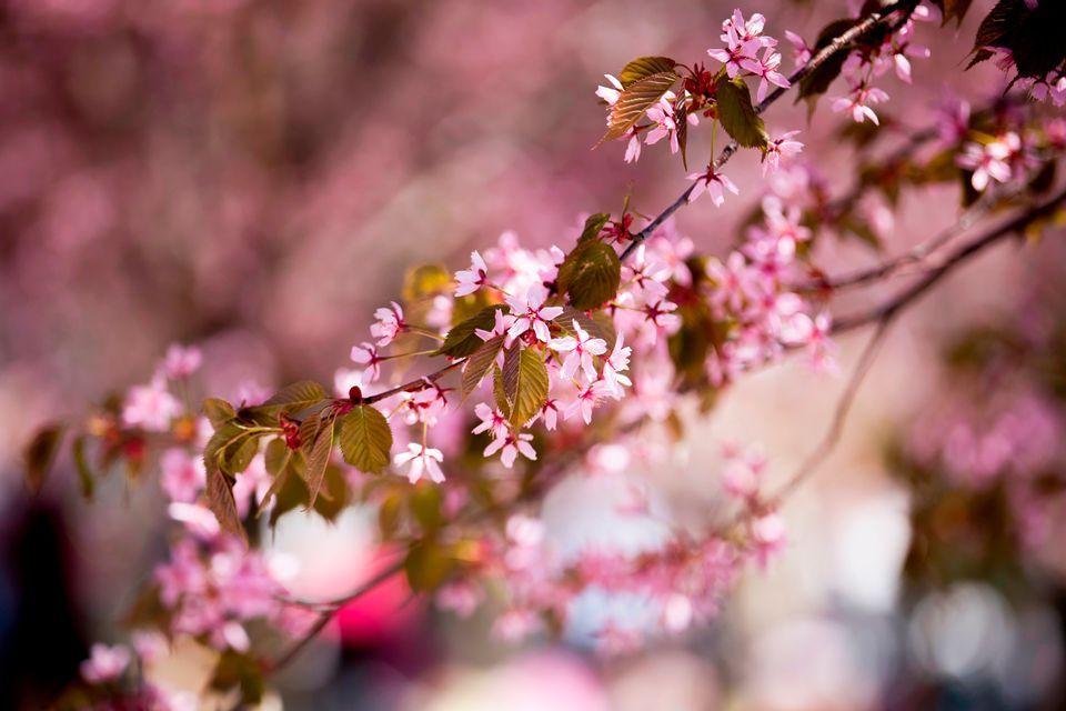 Cherry Blossom Sun Logo - Cherry blossoms attract nature lovers in Helsinki | Yle Uutiset | yle.fi