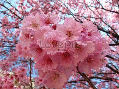 Cherry Blossom Sun Logo - cherry blossom sunshine image_57170 cherry blossom sunshine