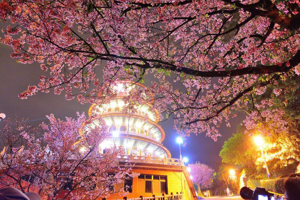 Cherry Blossom Sun Logo - Where to See Cherry Blossoms in Taiwan