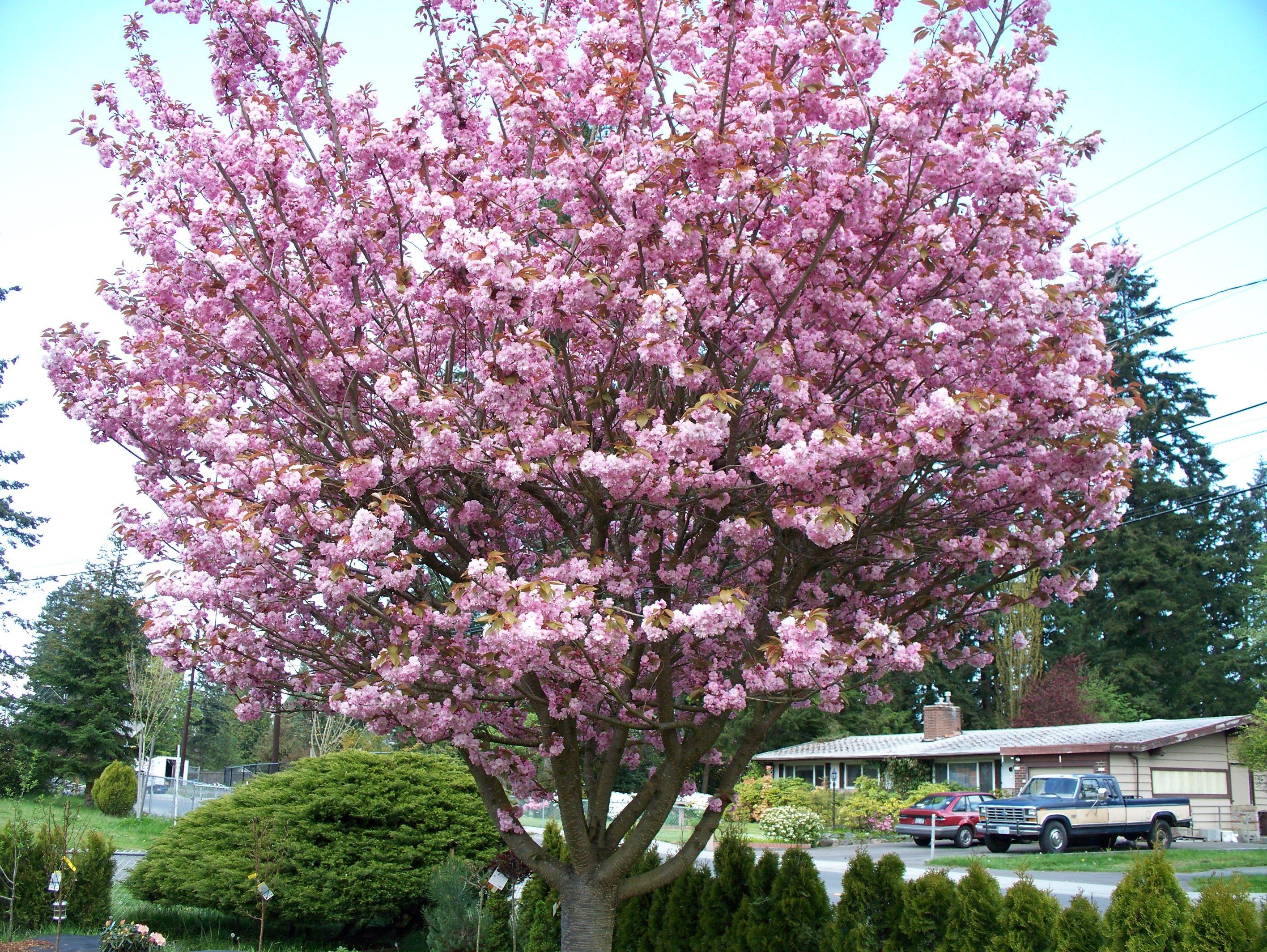 Cherry Blossom Sun Logo - Grafting cherry trees. Welcome to Propagation Island, Mon!