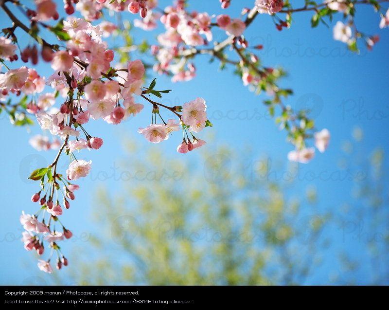 Cherry Blossom Sun Logo - Sky Blue Sun Spring Royalty Free from Photocase