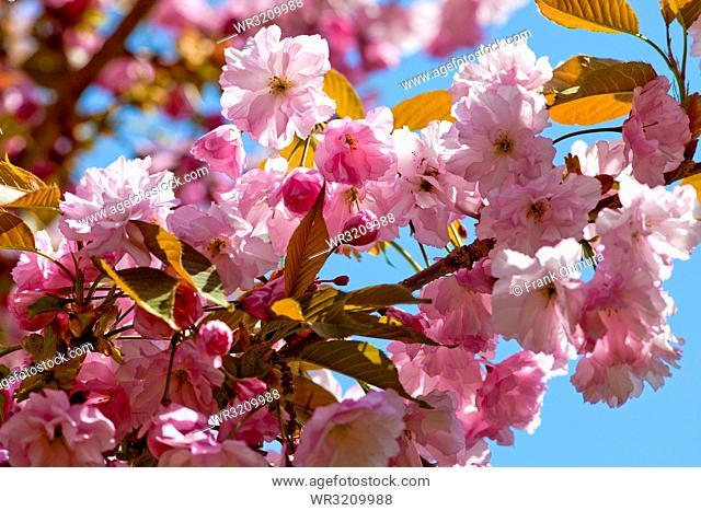 Cherry Blossom Sun Logo - Blooming cherry tree sun and Image
