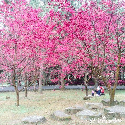 Cherry Blossom Sun Logo - Blushing Taiwan: Where to See the 'Pinkest' Cherry Blossoms