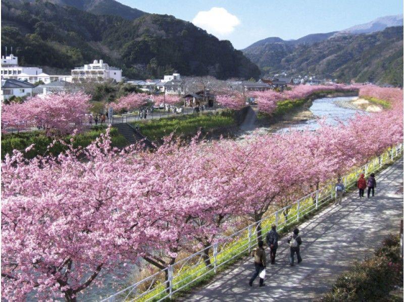 Cherry Blossom Sun Logo - Kawazu Cherry Blossom Festival & Sun shopping in this three major ...