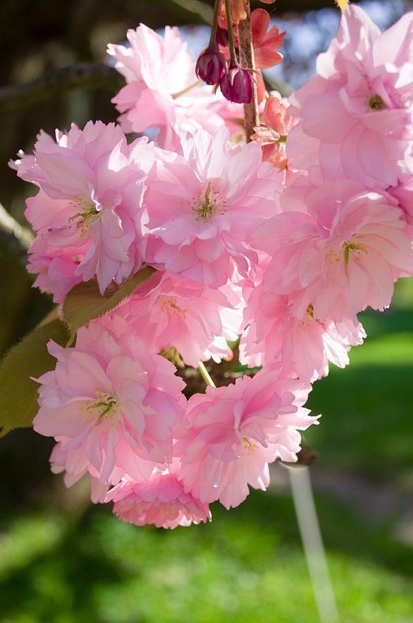 Cherry Blossom Sun Logo - ✯ Lovely Cherry Blossom. Amazing ✈ World. Cherry blossom