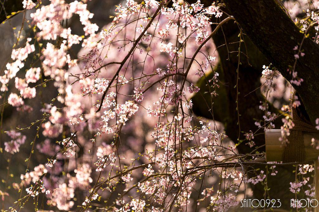 Cherry Blossom Sun Logo - Half Bloomed Cherry Blossoms (sakura) Morning Sun 5分咲きの桜