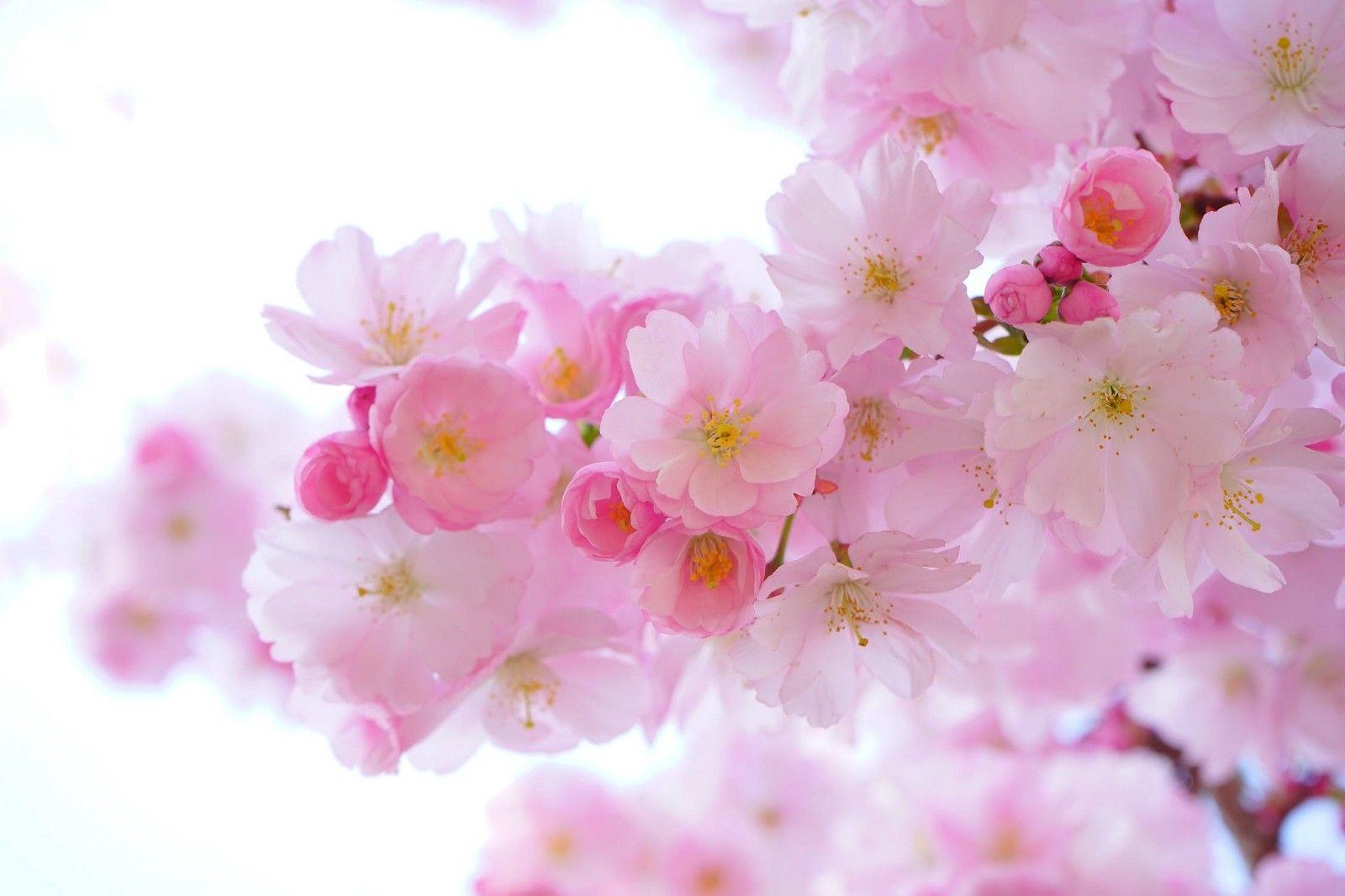 Cherry Blossom Sun Logo - The Best Of DC — Cherry Blossom Edition – SixPlus – Medium