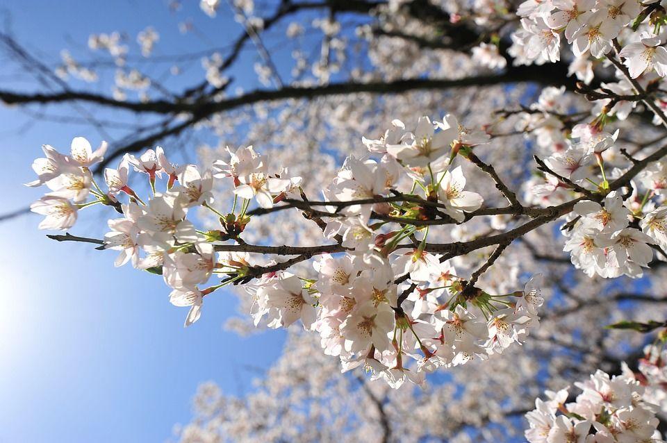 Cherry Blossom Sun Logo - Free photo Cherry Blossoms Sun Sky Spring - Max Pixel