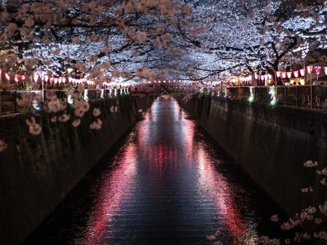 Cherry Blossom Sun Logo - Japan's cherry blossoms stunning the world