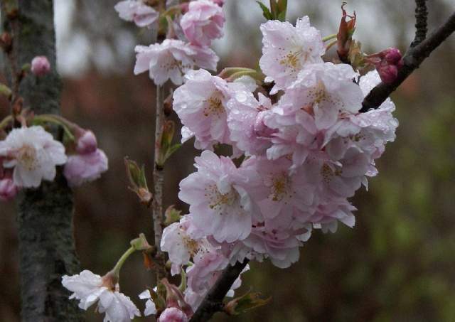 Cherry Blossom Sun Logo - Your guide to 10 top ornamental cherry trees | Vancouver Sun