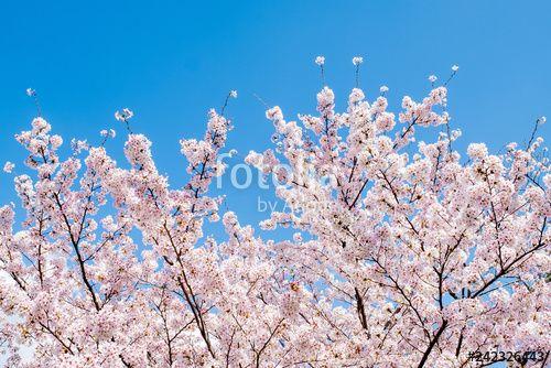Cherry Blossom Sun Logo - Sakura cherry blossoms branches tree against blue sky background ...