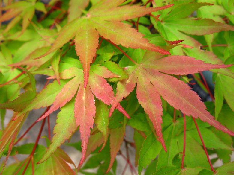 Reds and Green Tree Logo - Bright Green & Red Japanese Maple Leaves