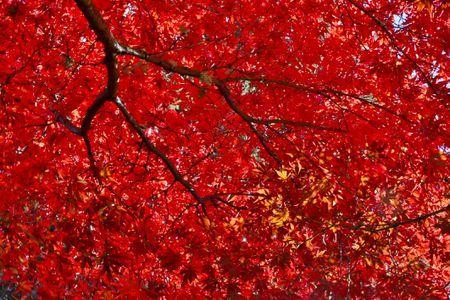 Reds and Green Tree Logo - Red Japanese Maple Trees: Crimson Queen, Bloodgood