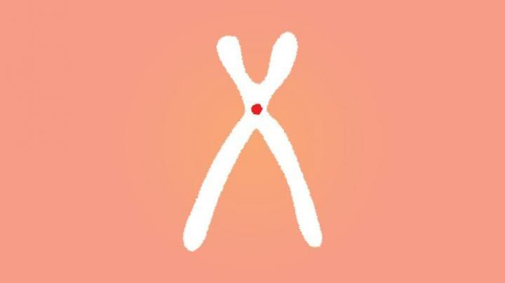 Two Red X's Attached Logo - New approach to studying chromosomes' centers may reveal link to ...