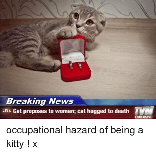 TMM Movie Kitty Cat Logo - Breaking News LIVE Cat Proposes to Woman Cat Hugged to Death TMM ...