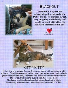 TMM Movie Kitty Cat Logo - 38 Best Cats Waiting for Furever Homes images | Naples, Adoption ...