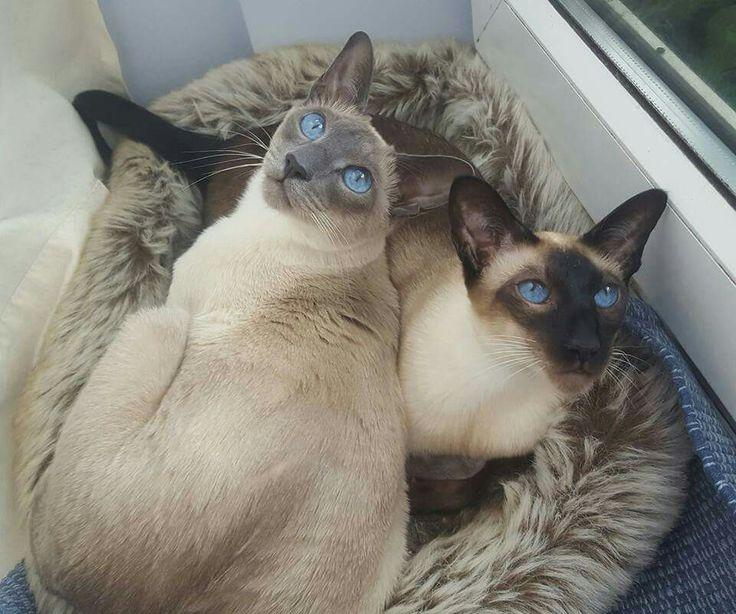 TMM Movie Kitty Cat Logo - 13 best Cat pics images on Pinterest | Abyssinian cat, Beautiful ...