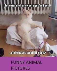 TMM Movie Kitty Cat Logo - 582 Best Riddles and brain teasers and jokes images | Funny images ...