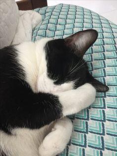 TMM Movie Kitty Cat Logo - 240 best PUELLA images on Pinterest | Cute kittens, I love cats and ...